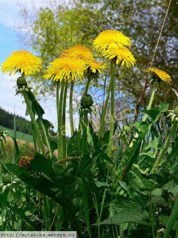 Pampeliška kořen řezaný